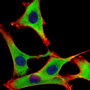 HPRT1 Antibody