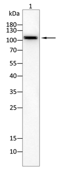 DSG2 Antibody