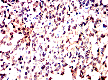 H2AX Antibody
