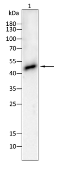 VRK1 Antibody