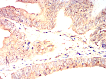 FZR1 Antibody