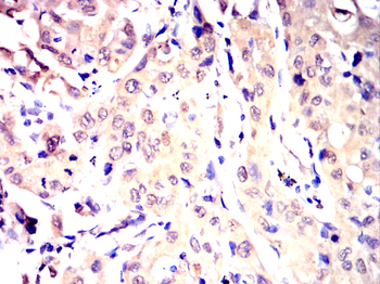 FZR1 Antibody