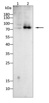 TGM2 Antibody