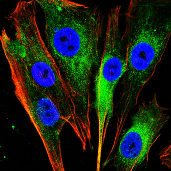 GDF15 Antibody