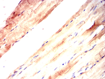 SPARC Antibody