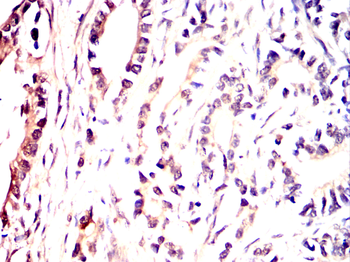 MVP Antibody