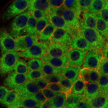 GAST Antibody