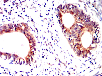 GSTA1 Antibody