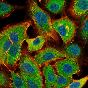 CNOT4 Antibody
