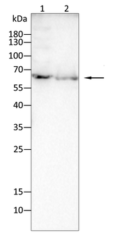 CNOT4 Antibody