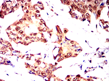 CDCA8 Antibody