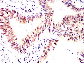 CDCA8 Antibody