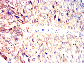 FKBP5 Antibody
