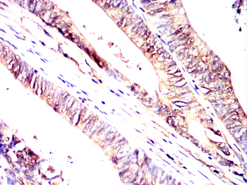 FKBP5 Antibody