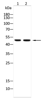 FDPS Antibody