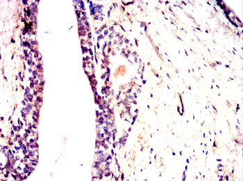CRY2 Antibody