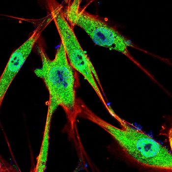 SMURF2 Antibody