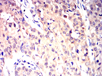 SMURF2 Antibody