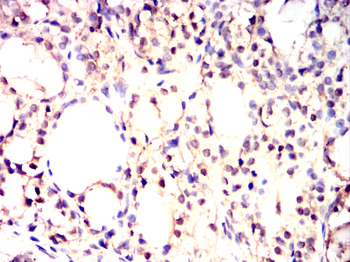 SMURF2 Antibody