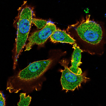 TXN Antibody