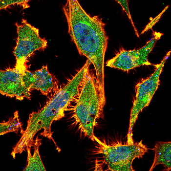 DPYSL2 Antibody