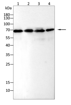 DPYSL2 Antibody