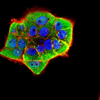 LTF Antibody