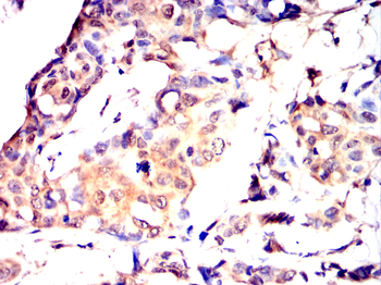 LTF Antibody