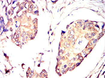 NRAS Antibody