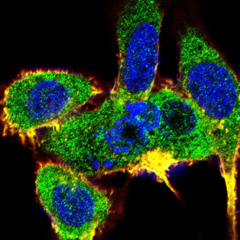 GNPDA1 Antibody
