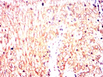 GNPDA1 Antibody