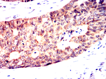 GNPDA1 Antibody