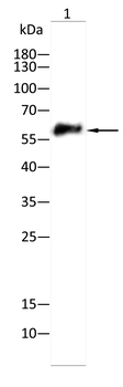 STK39 Antibody