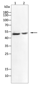 CD4 Antibody