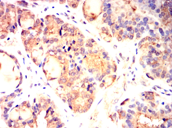 NEDD9 Antibody