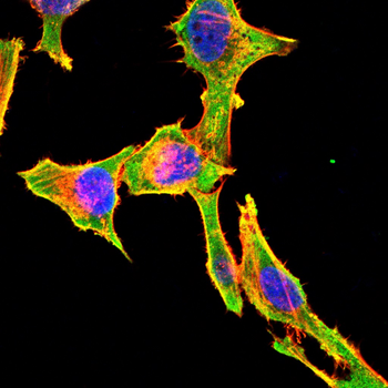 GPR83 Antibody