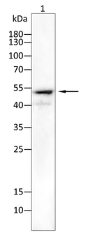 GPR83 Antibody