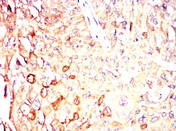 CD244 Antibody
