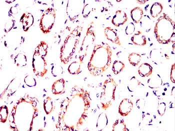 CD244 Antibody