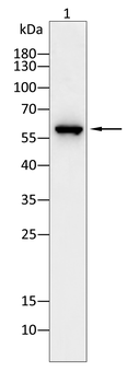 AKT2 Antibody