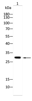 KLK2 Antibody