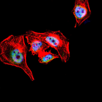 TCF3 Antibody