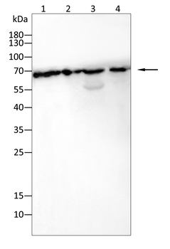 TCF3 Antibody
