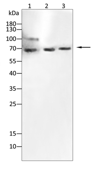 TLE1 Antibody