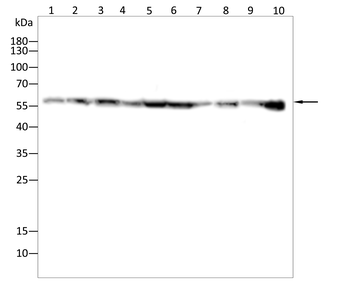 USP14 Antibody