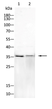 RCHY1 Antibody