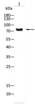 PWWP3A Antibody