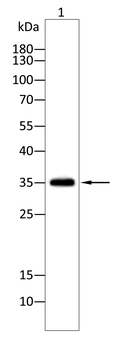 ETFA Antibody