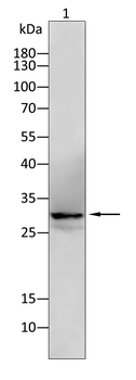 ETFA Antibody
