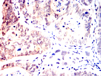 RAG2 Antibody